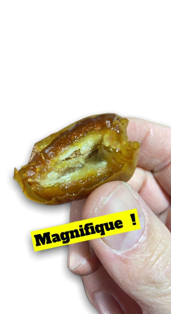 Datte Sukkari de Médine 500g elles sont très connues pour leur texture mielleuse et leur goût excellent qui est unique.